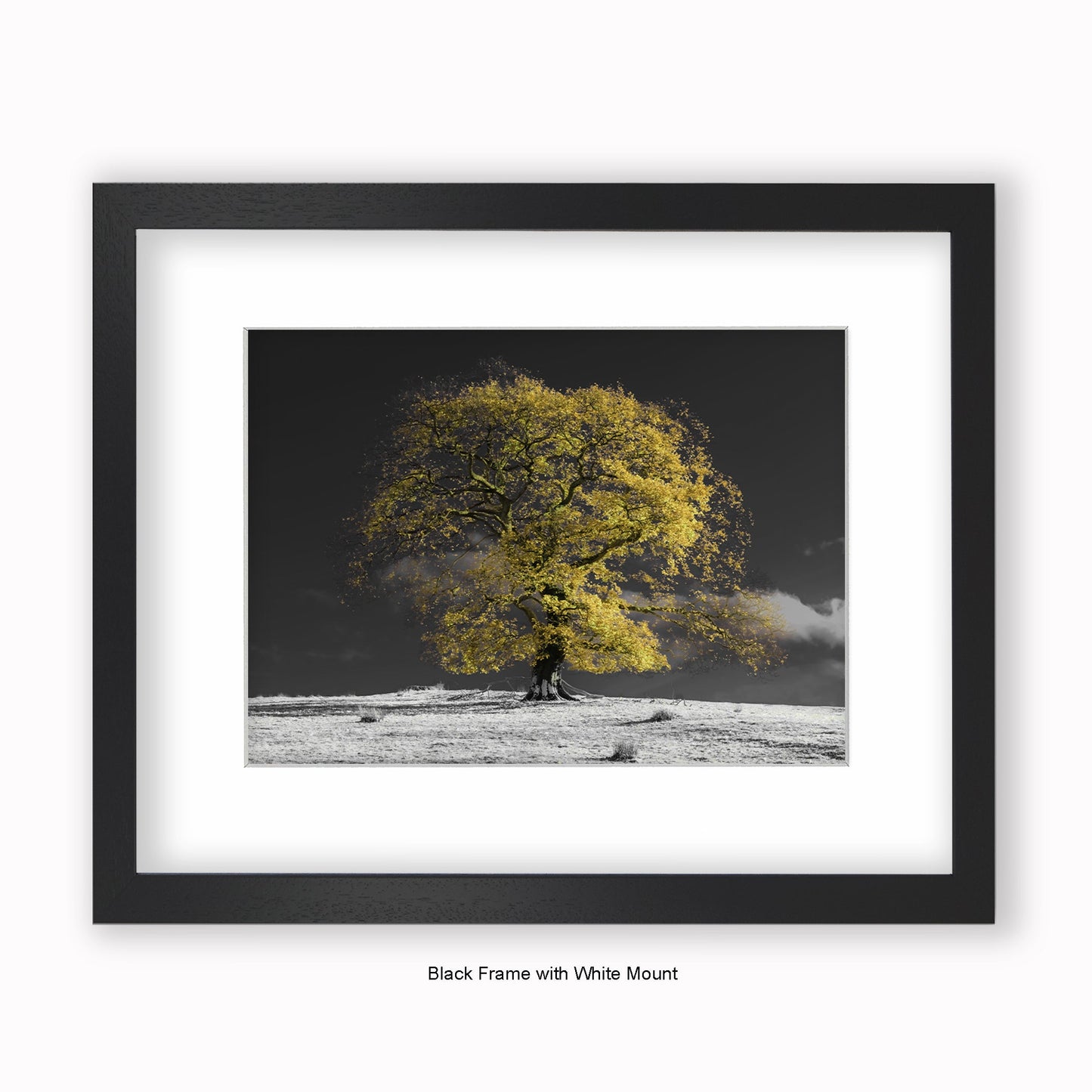 Natural Tree b/w background - Mounted & Framed Art Print