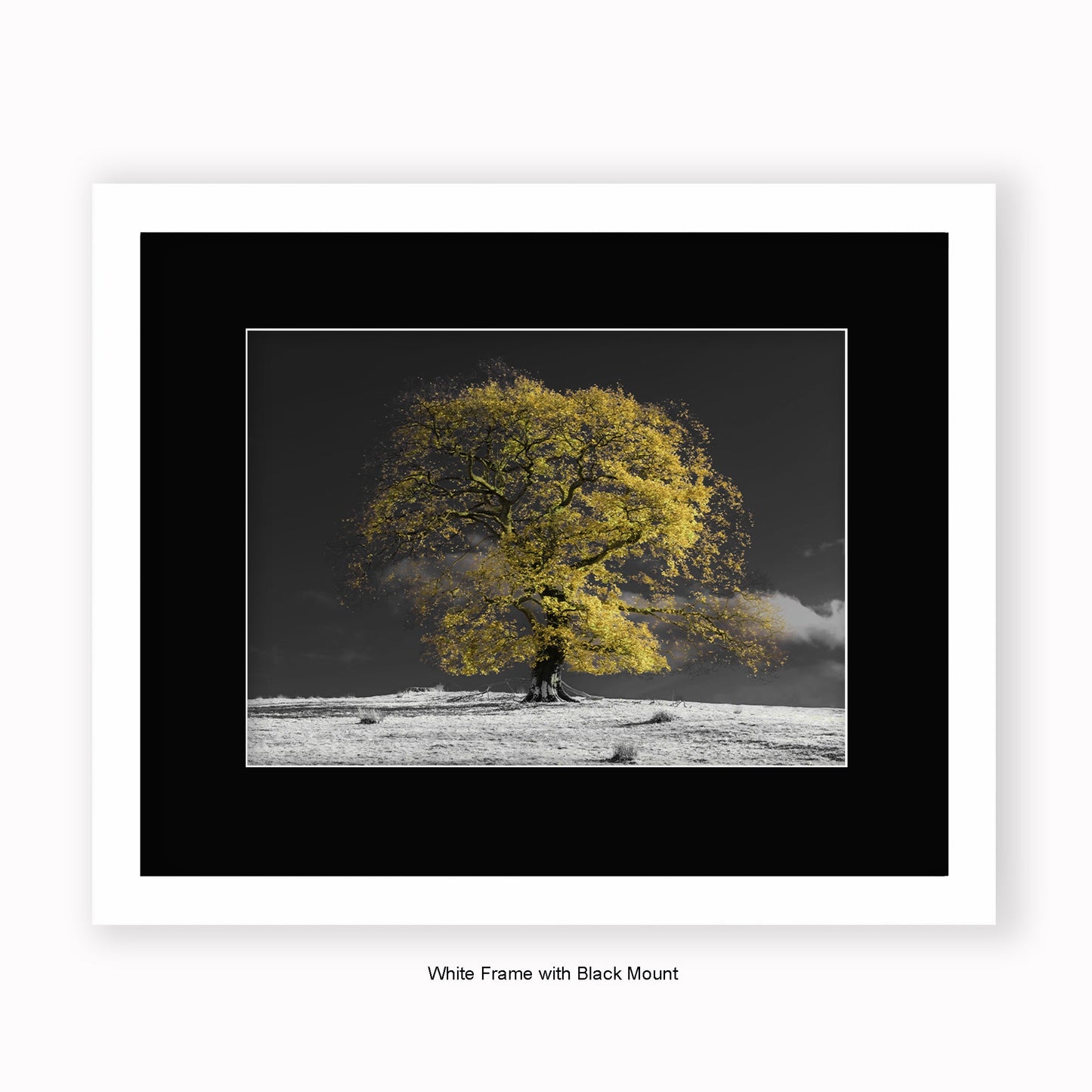 Natural Tree b/w background - Mounted & Framed Art Print