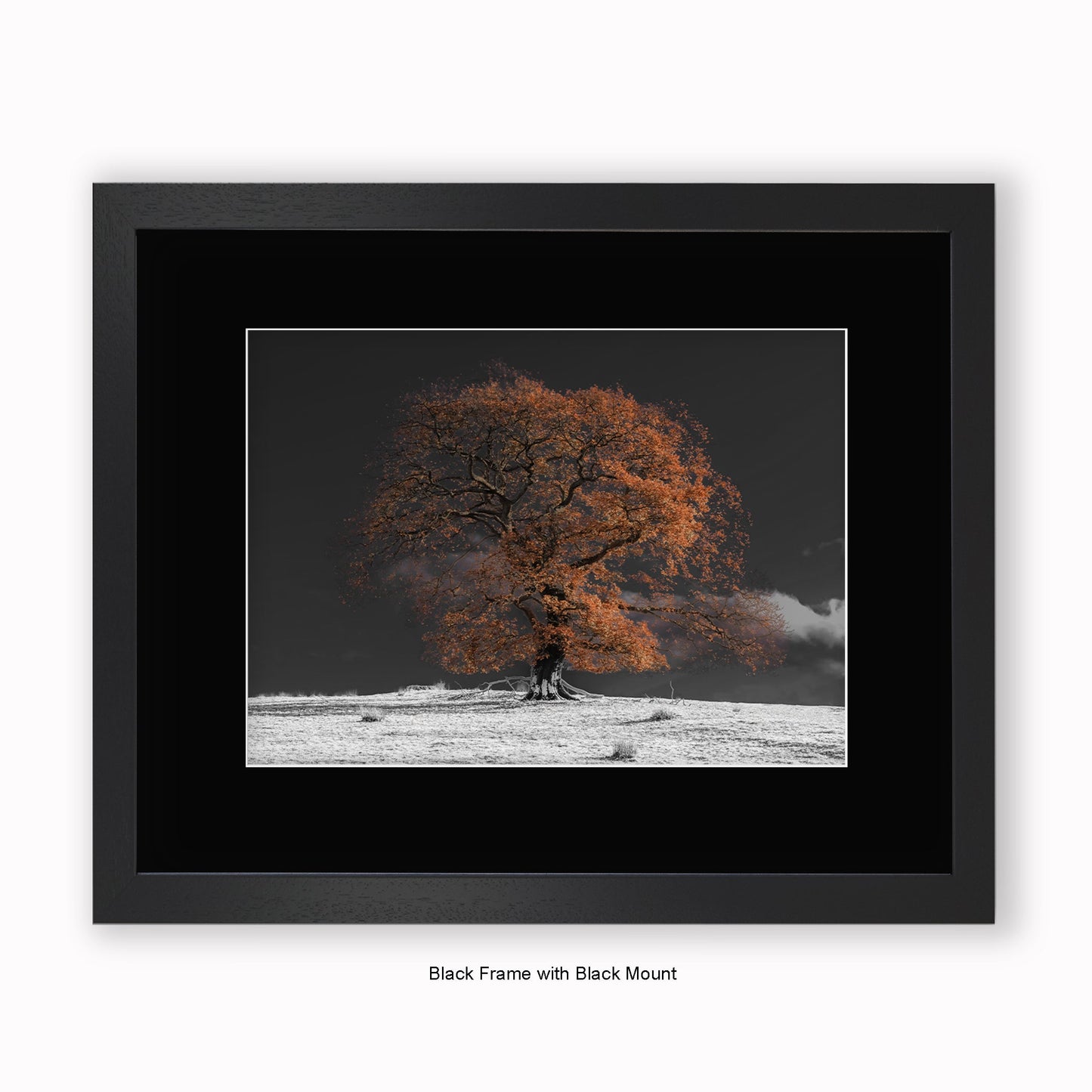 Bronze Tree b/w Background - Mounted & Framed Art Print