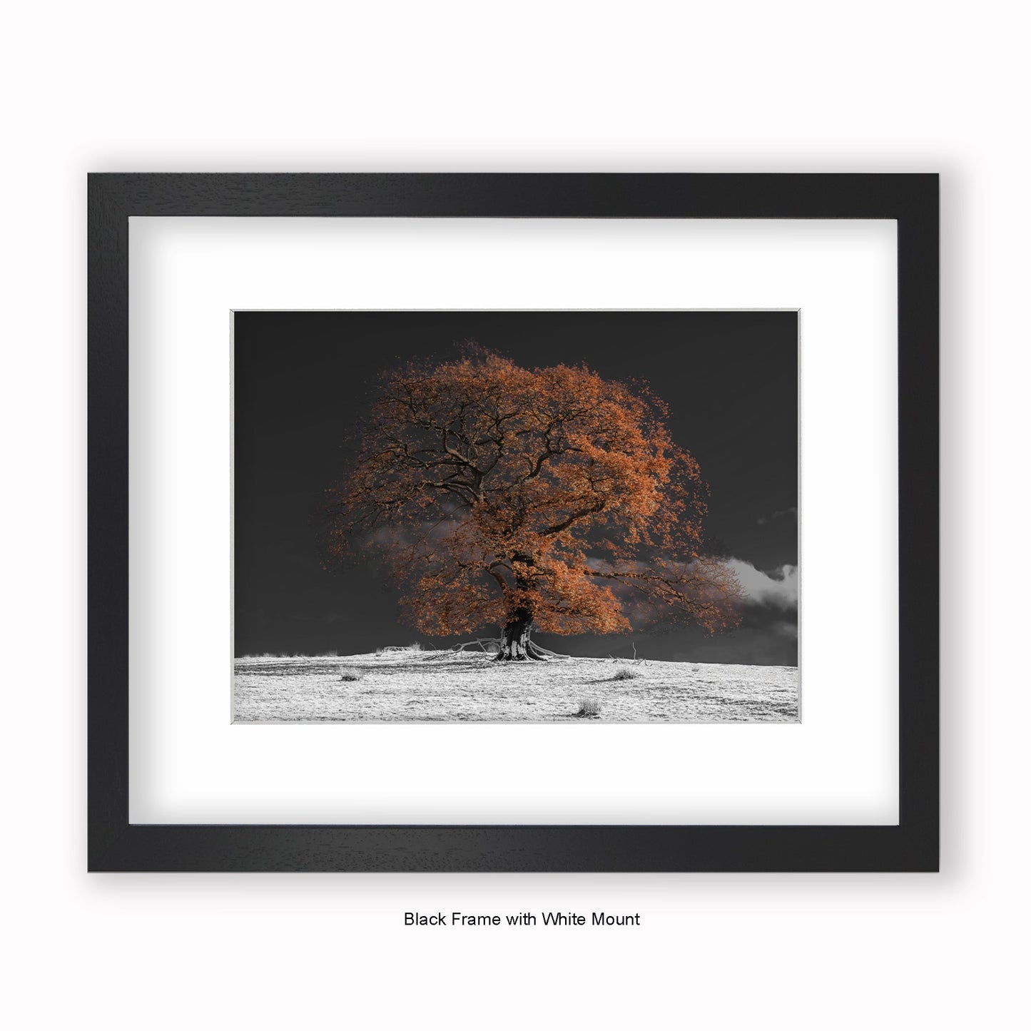 Bronze Tree b/w Background - Mounted & Framed Art Print