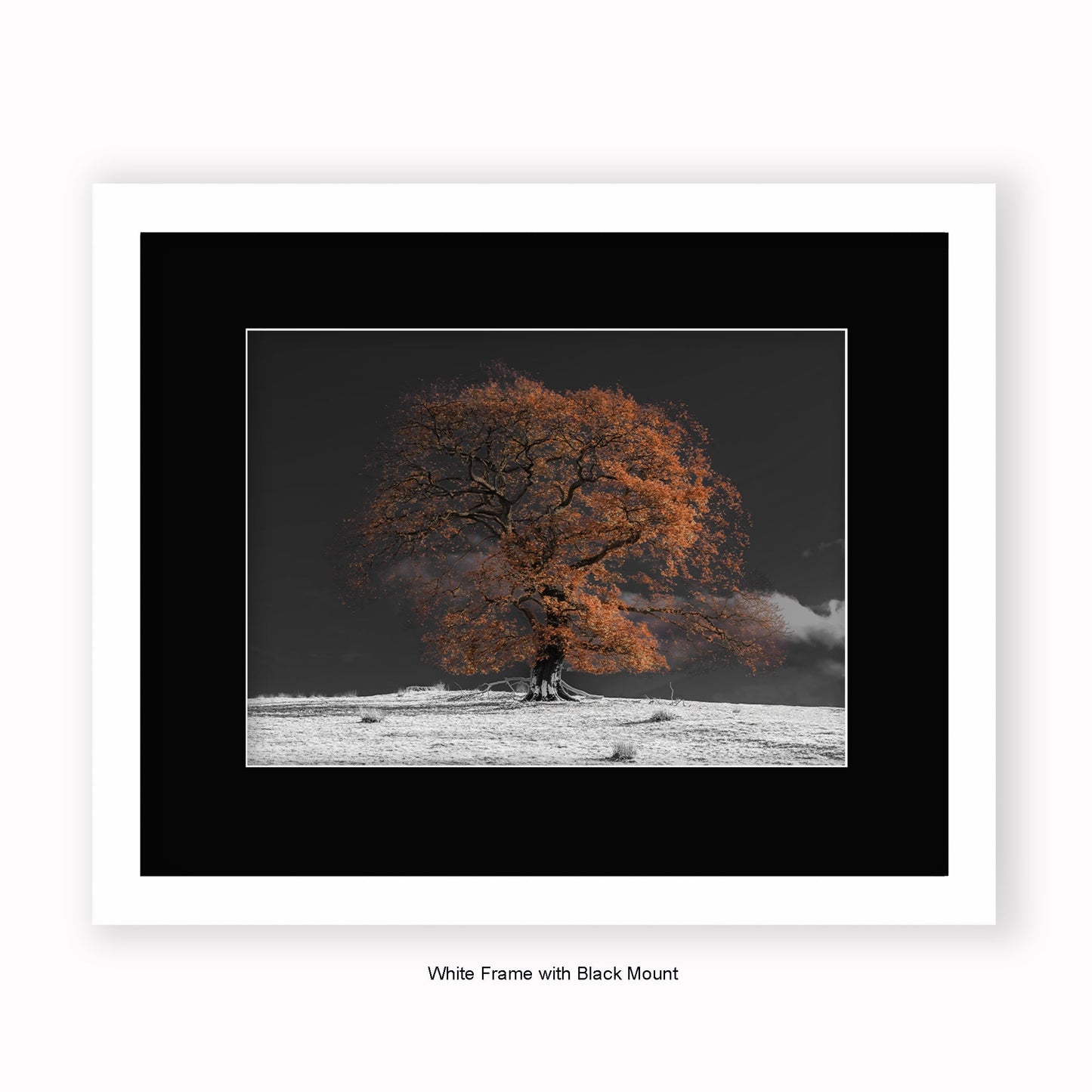 Bronze Tree b/w Background - Mounted & Framed Art Print