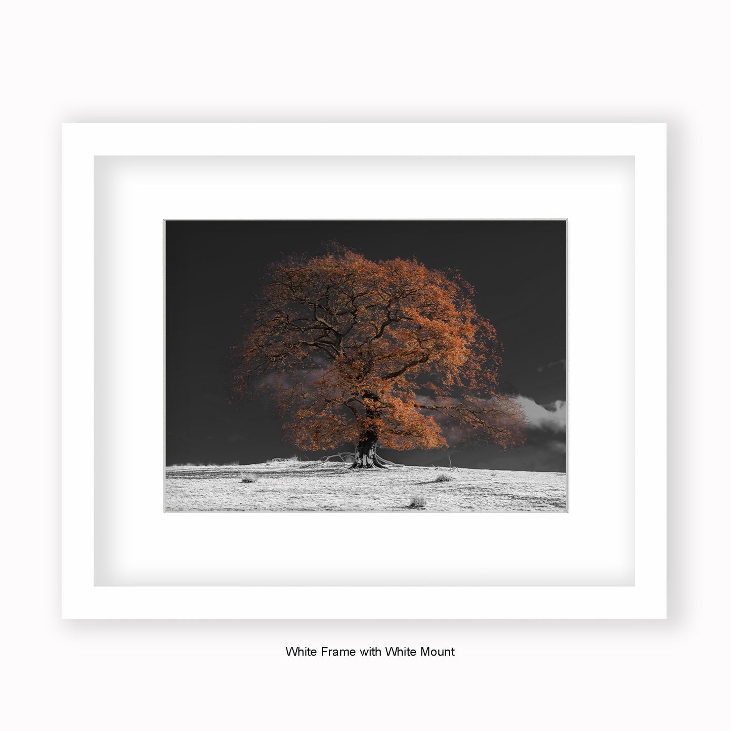Bronze Tree b/w Background - Mounted & Framed Art Print