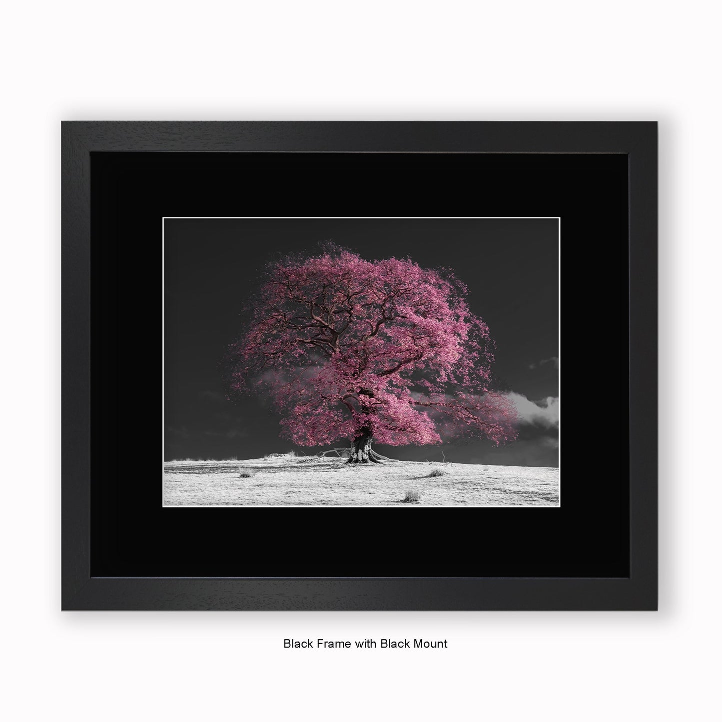 Pink Tree b/w Background - Mounted & Framed Art Print
