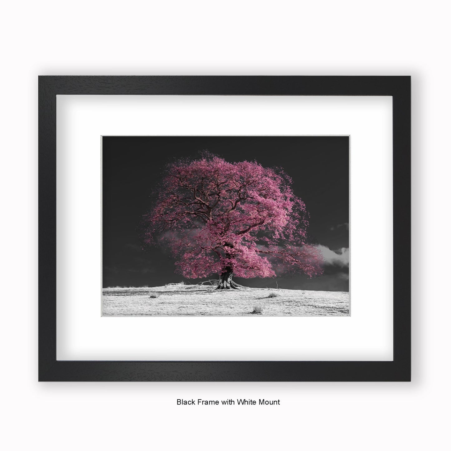 Pink Tree b/w Background - Mounted & Framed Art Print