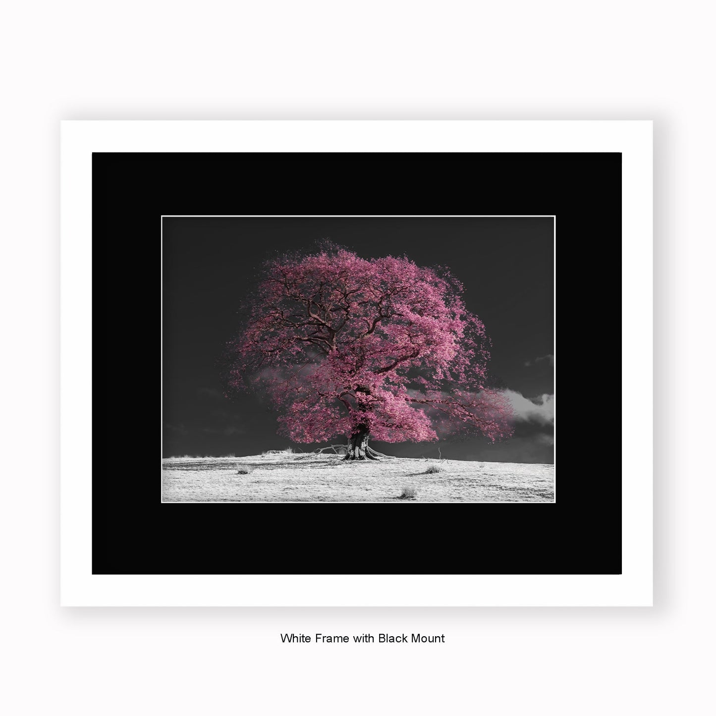 Pink Tree b/w Background - Mounted & Framed Art Print