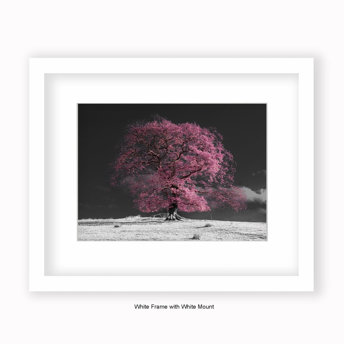 Pink Tree b/w Background - Mounted & Framed Art Print