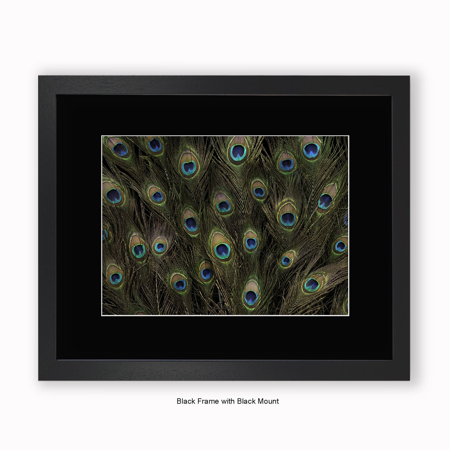 Peacock Feathers - Mounted & Framed Art Print