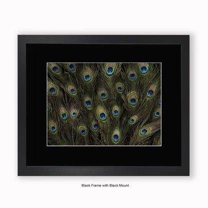 Peacock Feathers - Mounted & Framed Art Print