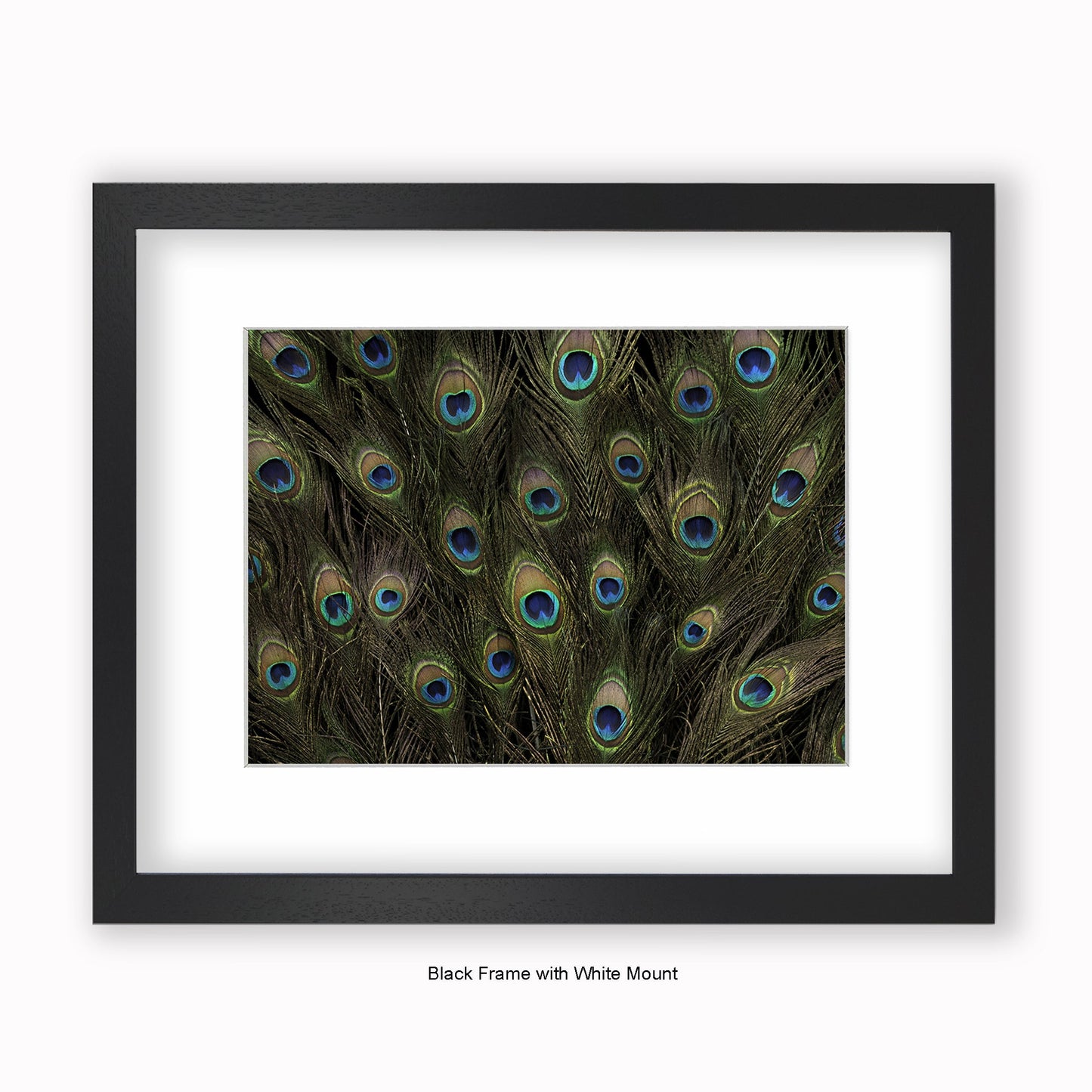 Peacock Feathers - Mounted & Framed Art Print