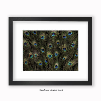 Peacock Feathers - Mounted & Framed Art Print