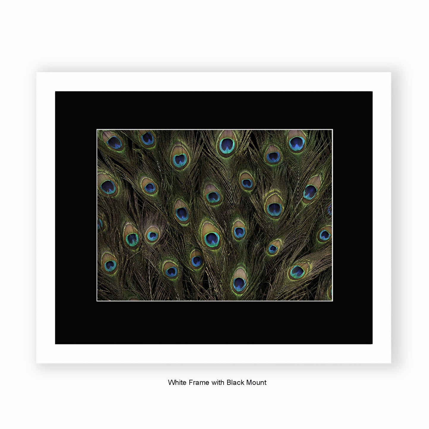 Peacock Feathers - Mounted & Framed Art Print