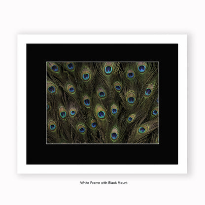 Peacock Feathers - Mounted & Framed Art Print