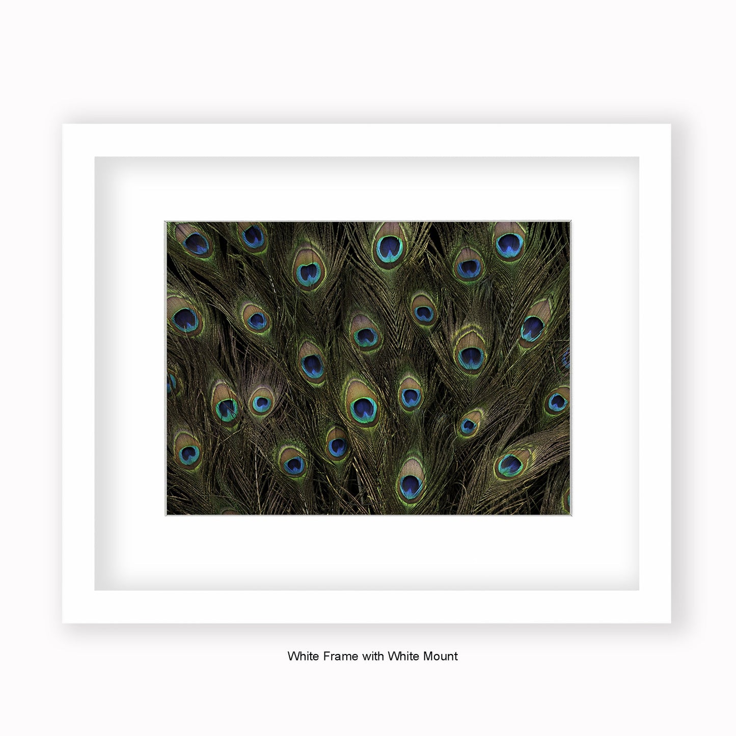 Peacock Feathers - Mounted & Framed Art Print