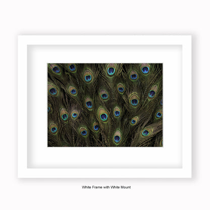 Peacock Feathers - Mounted & Framed Art Print