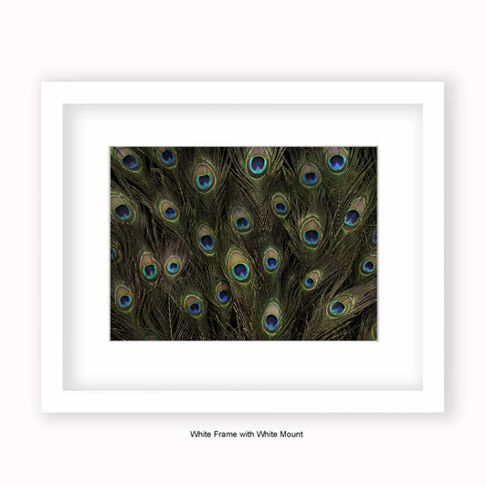 Peacock Feathers - Mounted & Framed Art Print