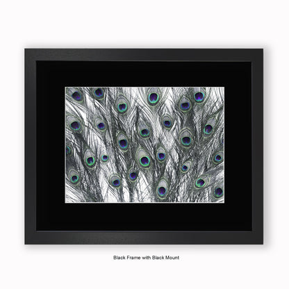 Peacock Feathers White - Mounted & Framed Art Print