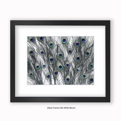Peacock Feathers White - Mounted & Framed Art Print