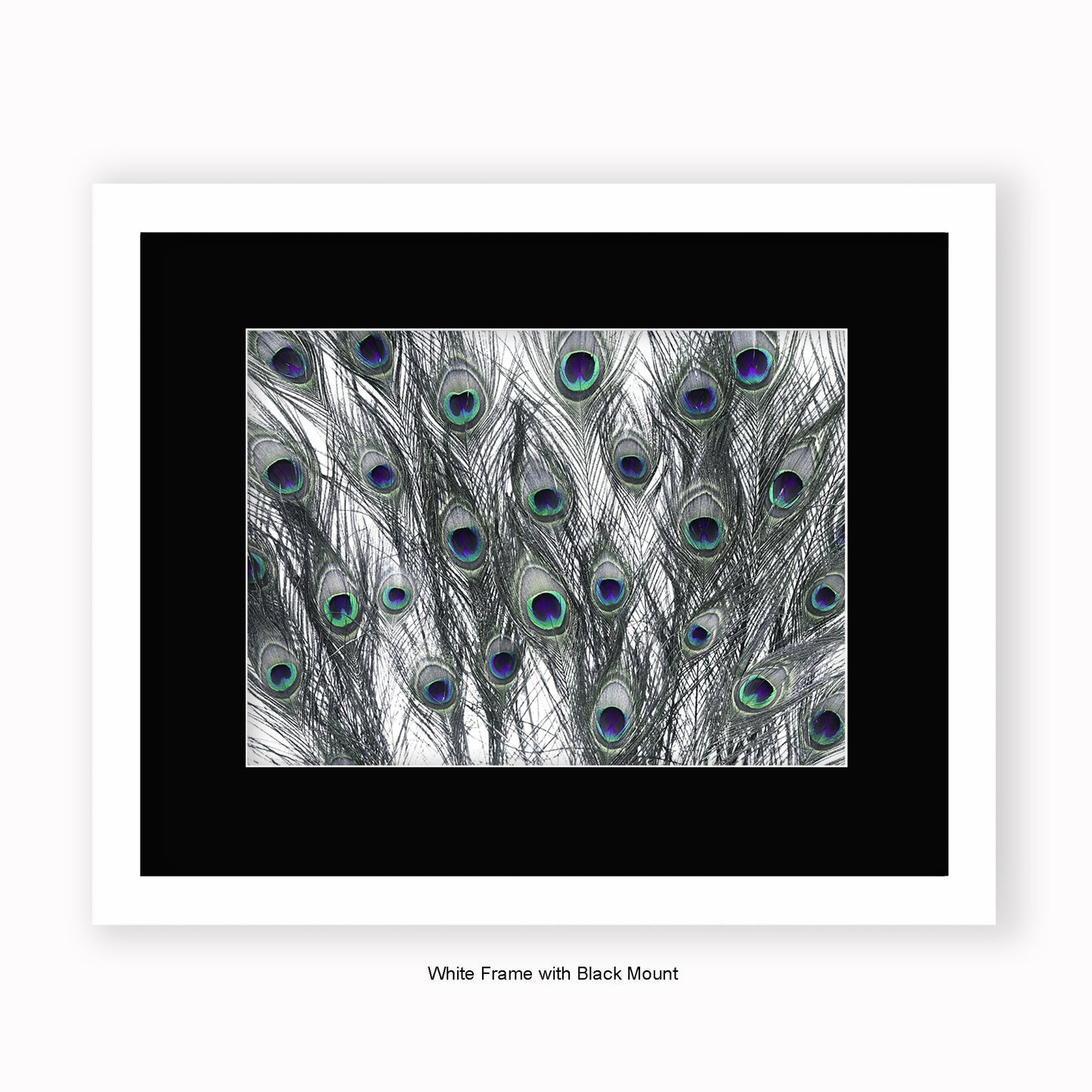 Peacock Feathers White - Mounted & Framed Art Print