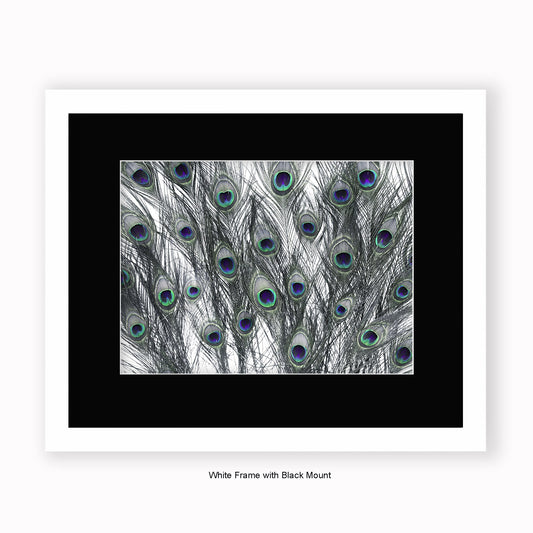 Peacock Feathers White - Mounted & Framed Art Print