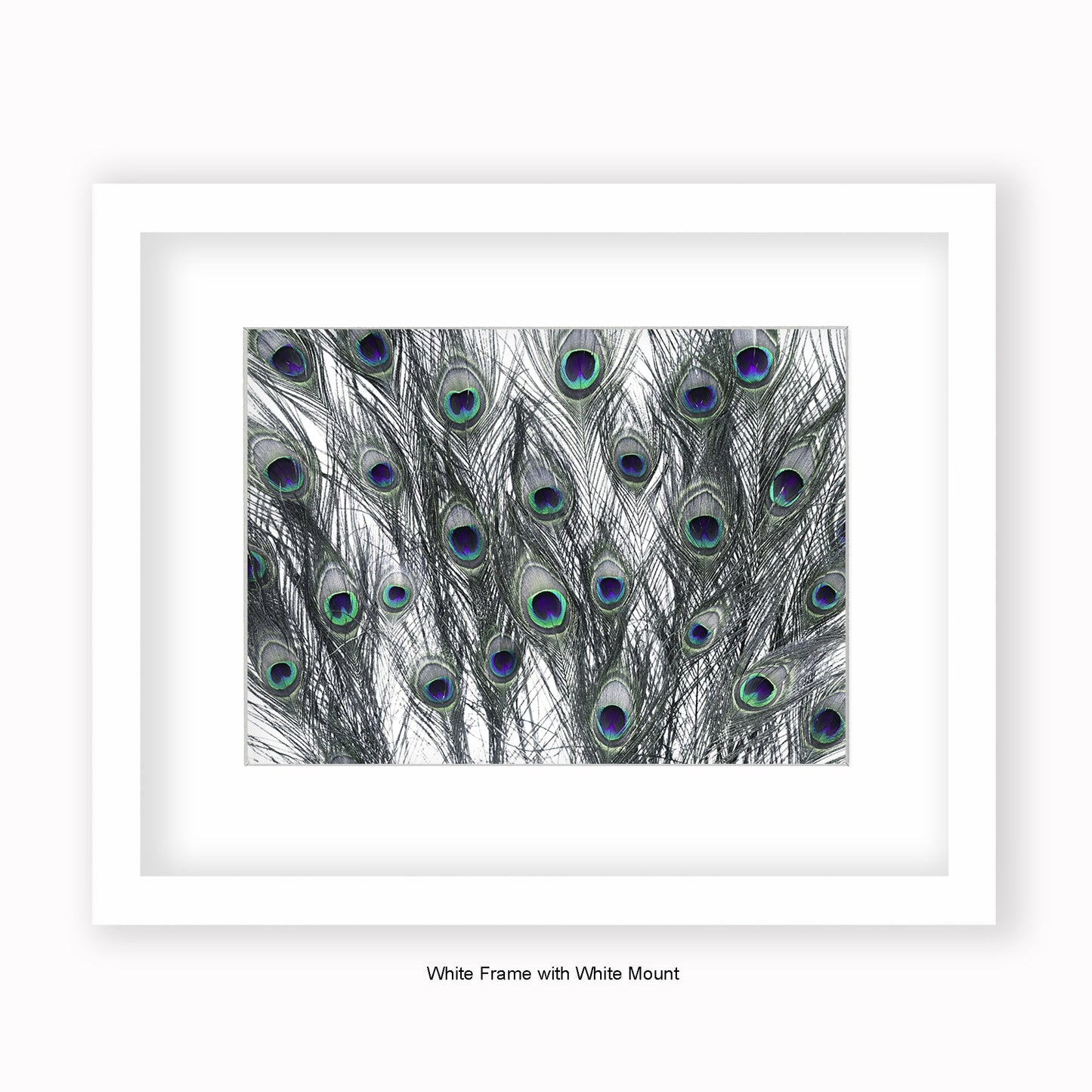 Peacock Feathers White - Mounted & Framed Art Print