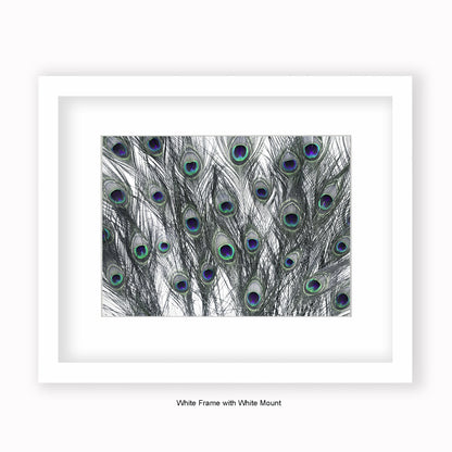 Peacock Feathers White - Mounted & Framed Art Print