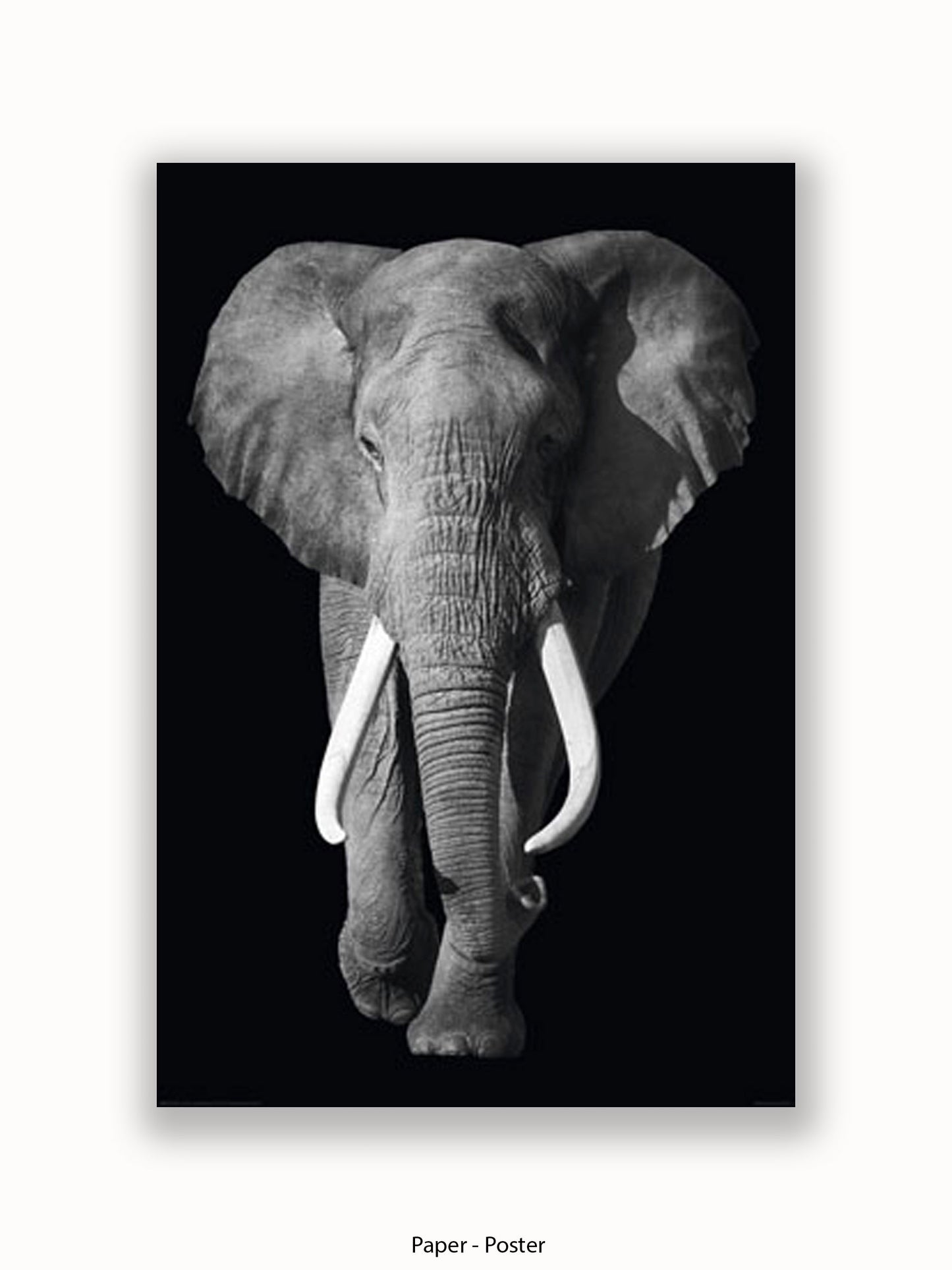 Elephant Kings Of Nature Poster