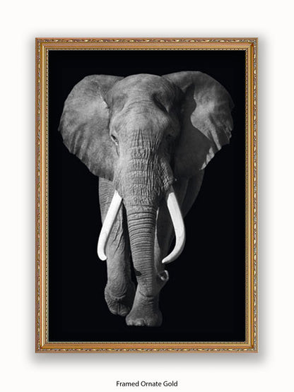 Elephant Kings Of Nature Poster