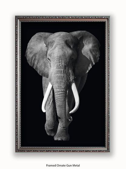 Elephant Kings Of Nature Poster