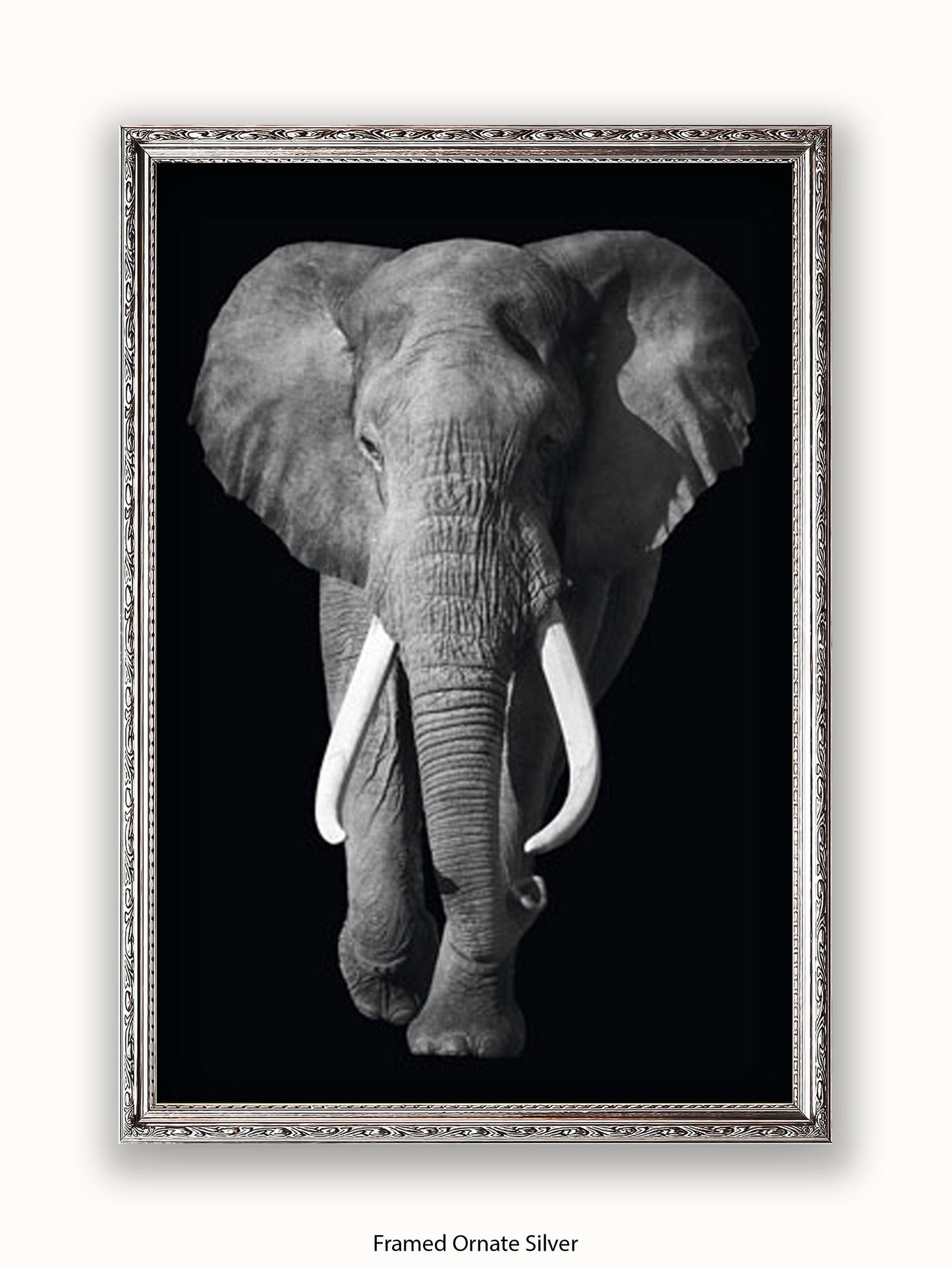Elephant Kings Of Nature Poster