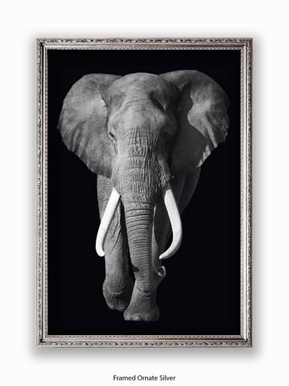 Elephant Kings Of Nature Poster