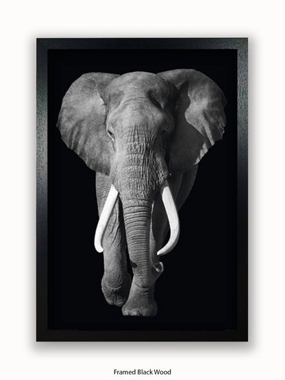 Elephant Kings Of Nature Poster