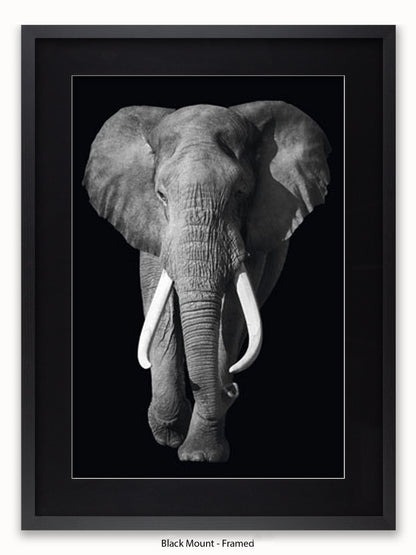 Elephant Kings Of Nature Poster
