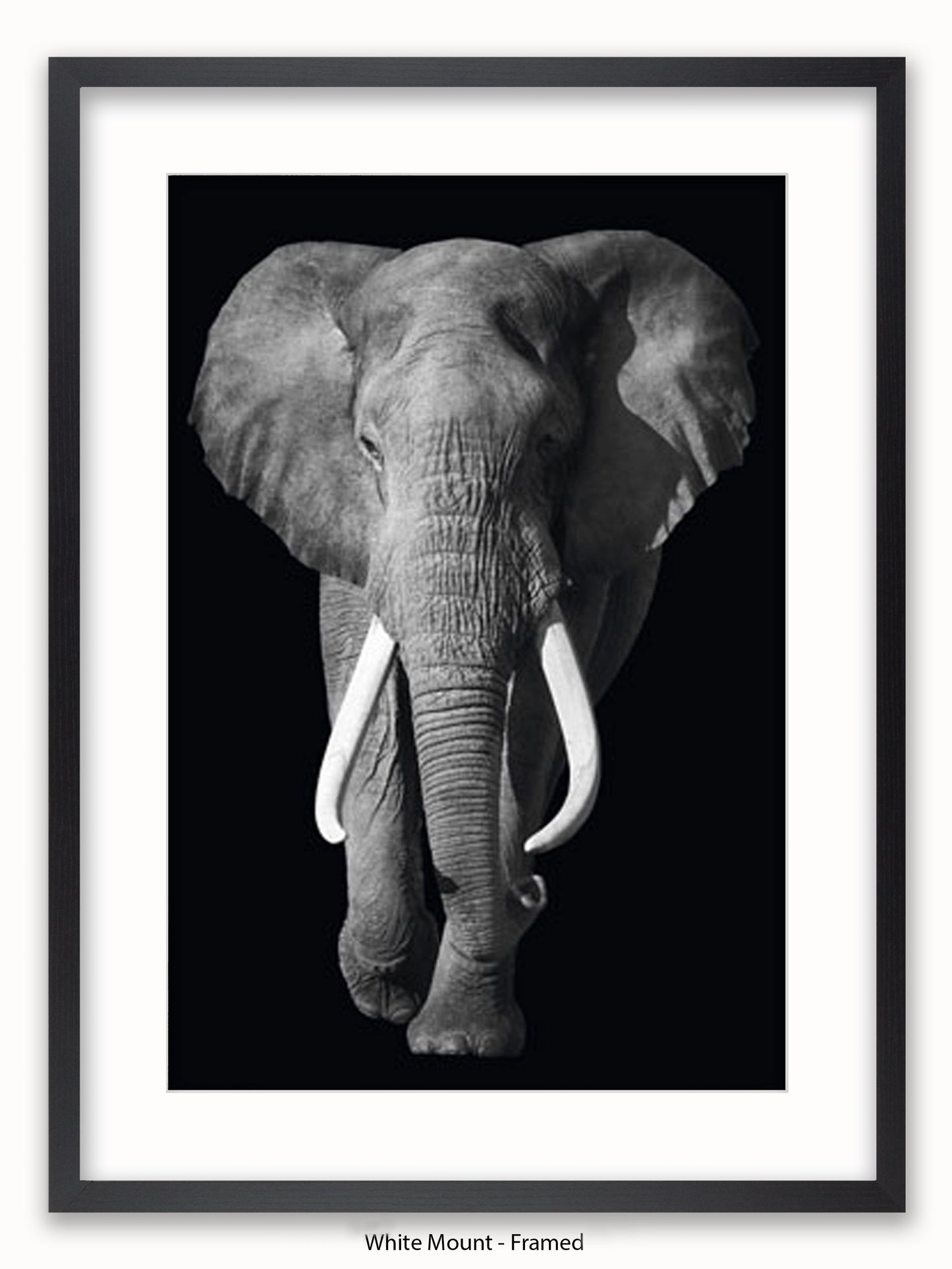 Elephant Kings Of Nature Poster