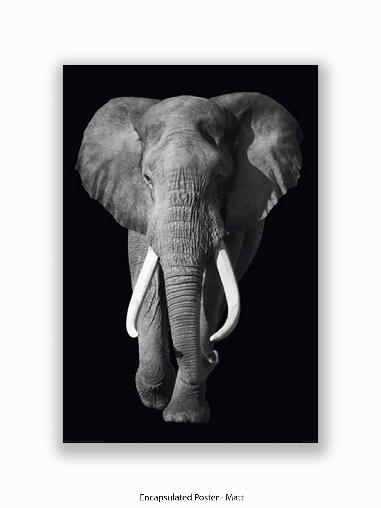 Elephant Kings Of Nature Poster