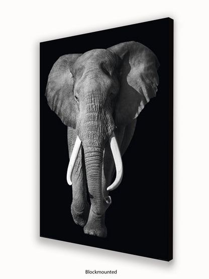 Elephant Kings Of Nature Poster