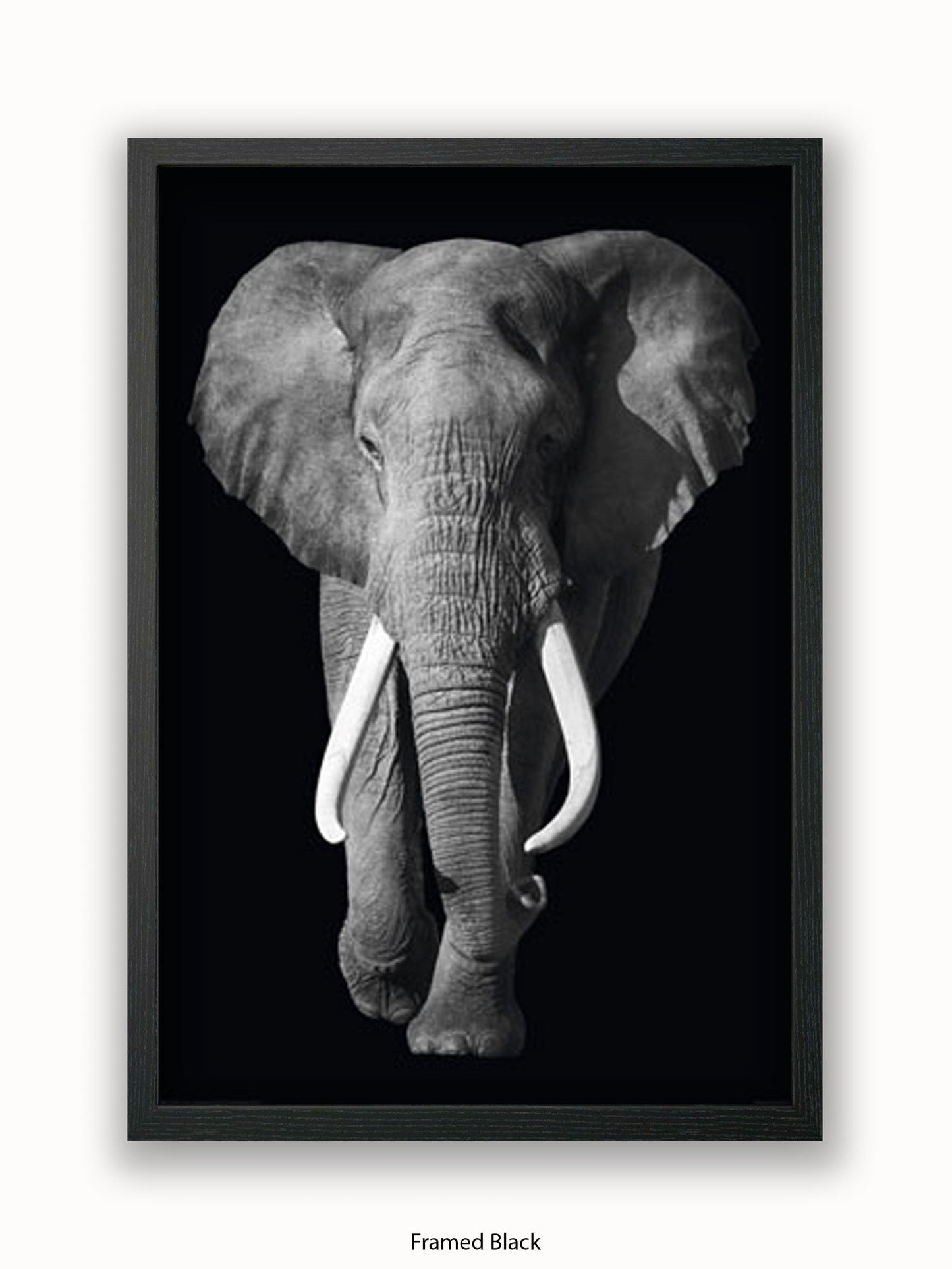 Elephant Kings Of Nature Poster