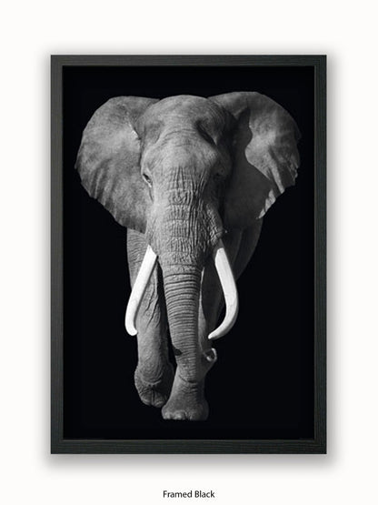 Elephant Kings Of Nature Poster