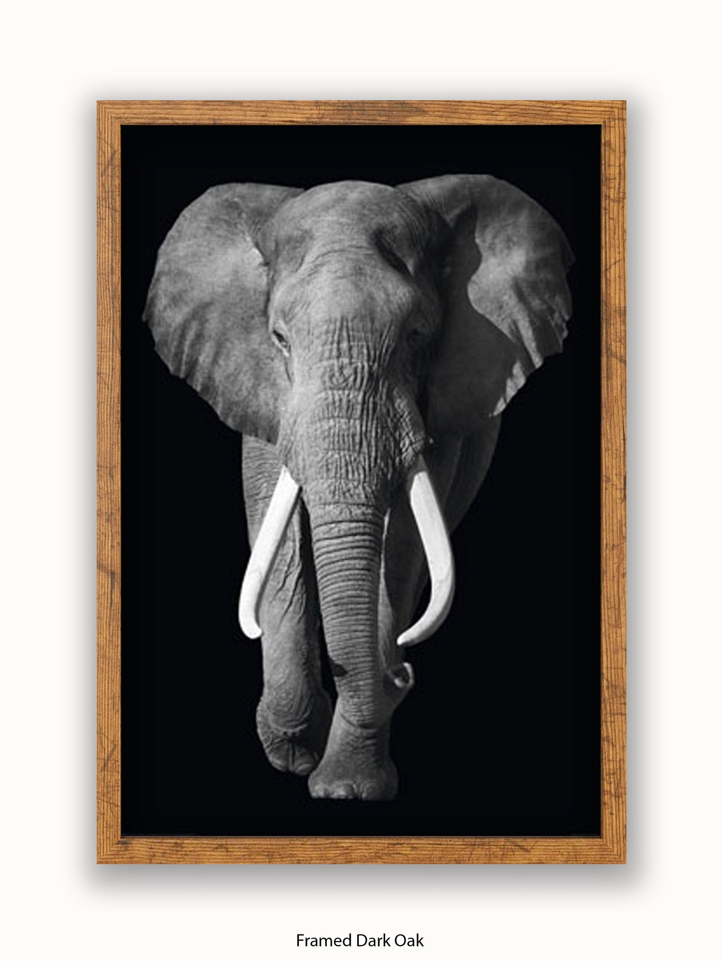 Elephant Kings Of Nature Poster