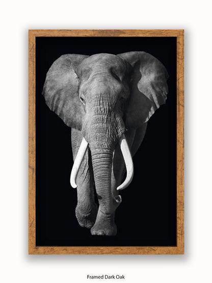 Elephant Kings Of Nature Poster