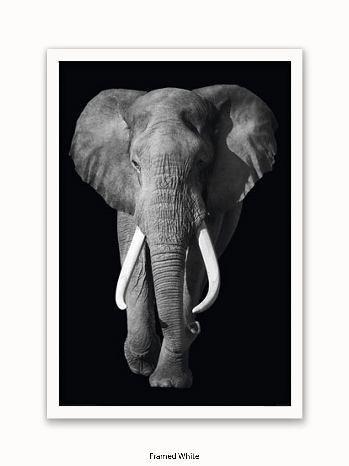 Elephant Kings Of Nature Poster