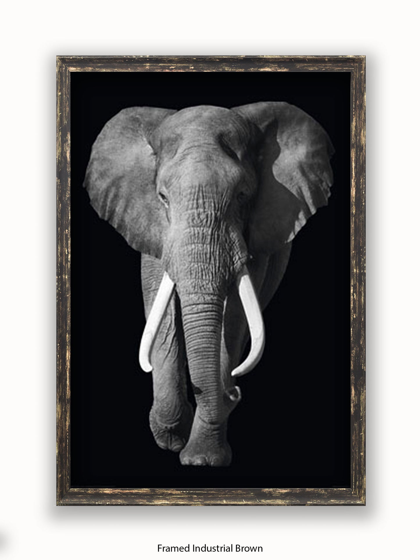 Elephant Kings Of Nature Poster