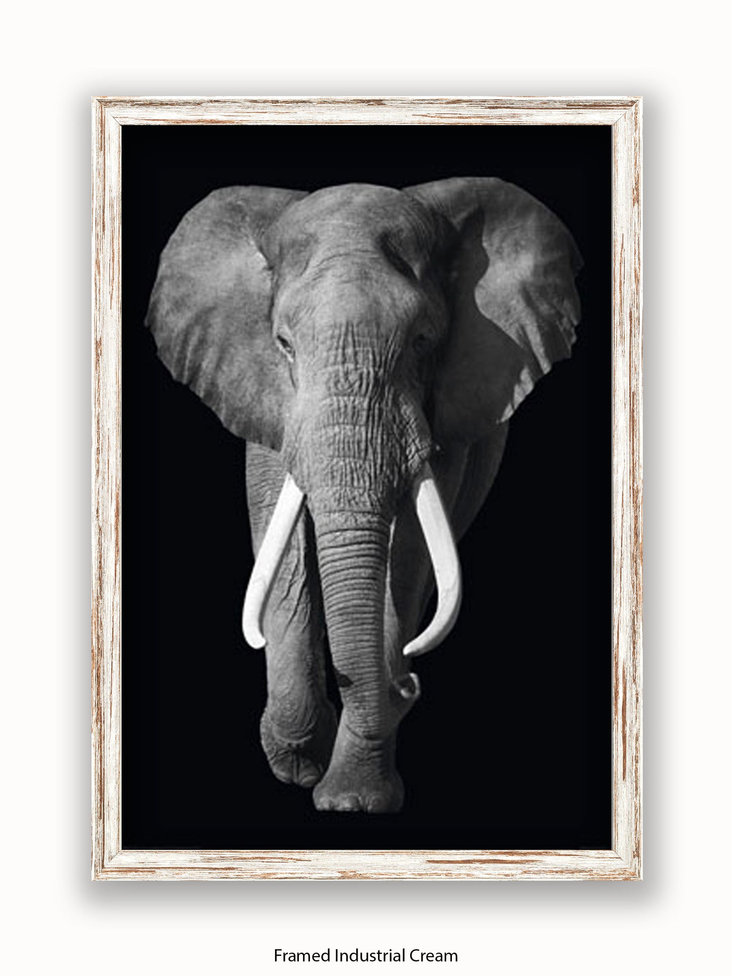 Elephant Kings Of Nature Poster