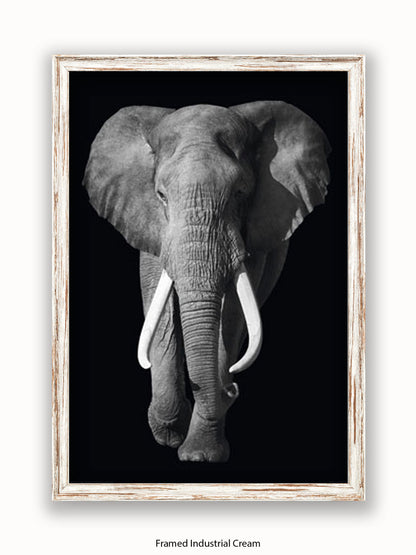 Elephant Kings Of Nature Poster