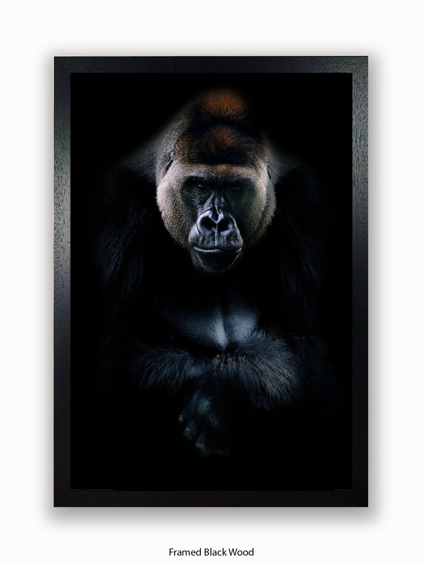 Gorilla Kings Of Nature Poster