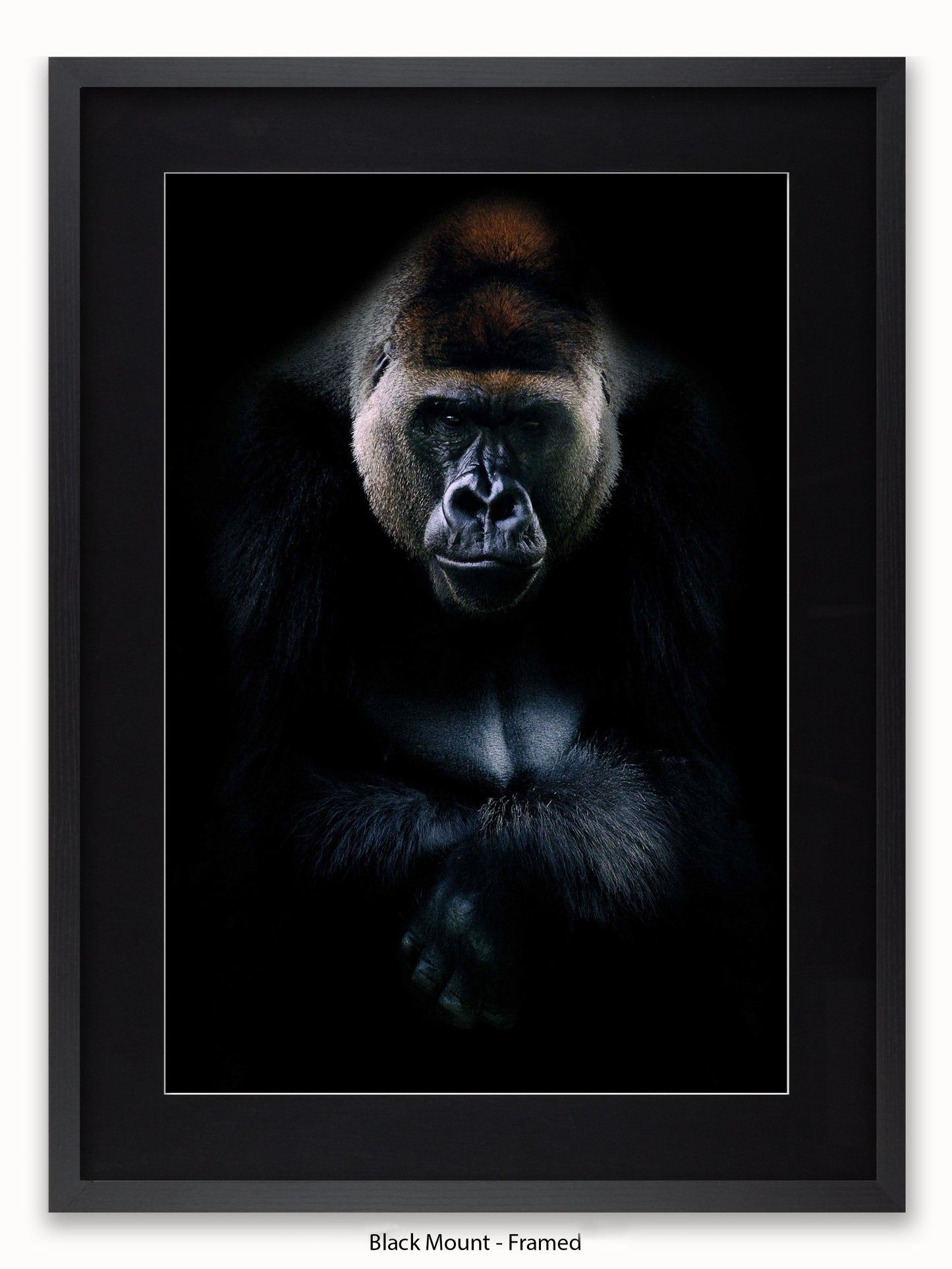 Gorilla Kings Of Nature Poster