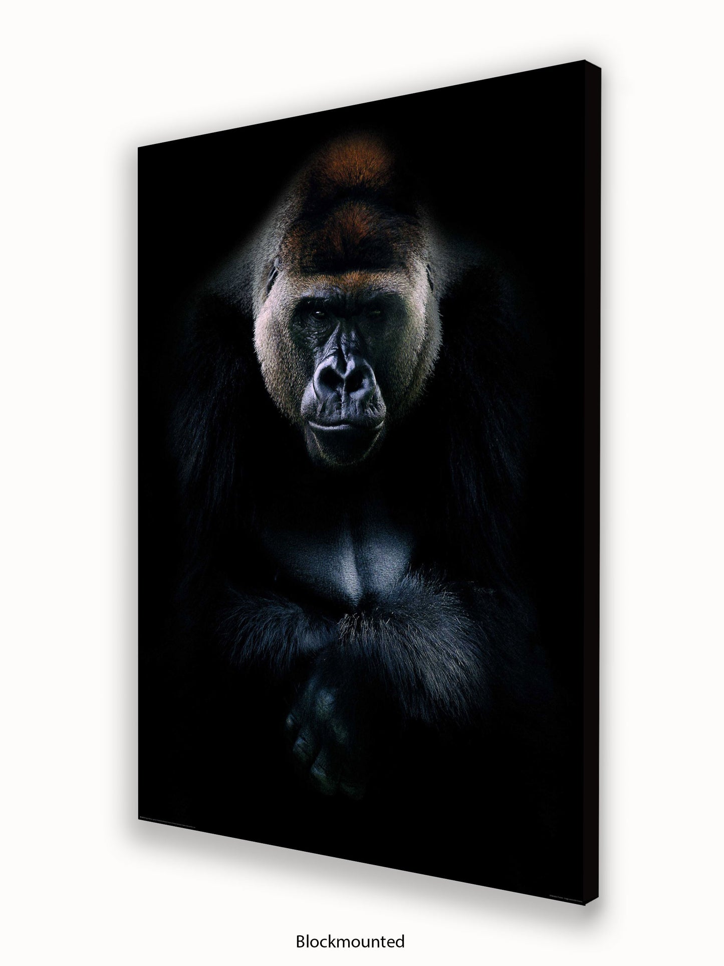 Gorilla Kings Of Nature Poster