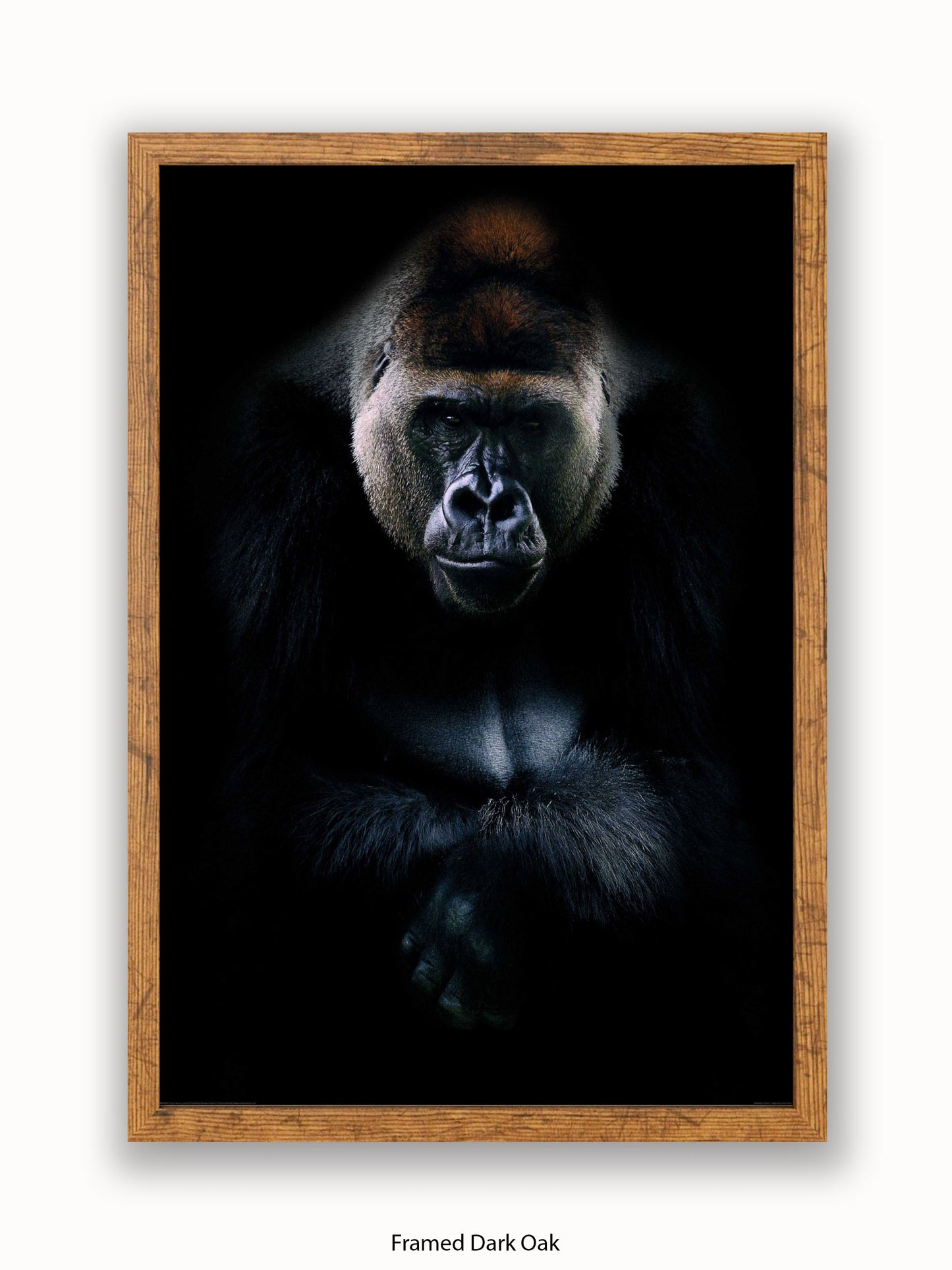 Gorilla Kings Of Nature Poster