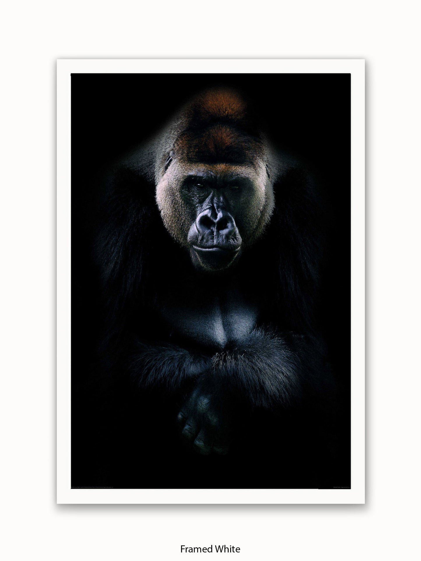 Gorilla Kings Of Nature Poster