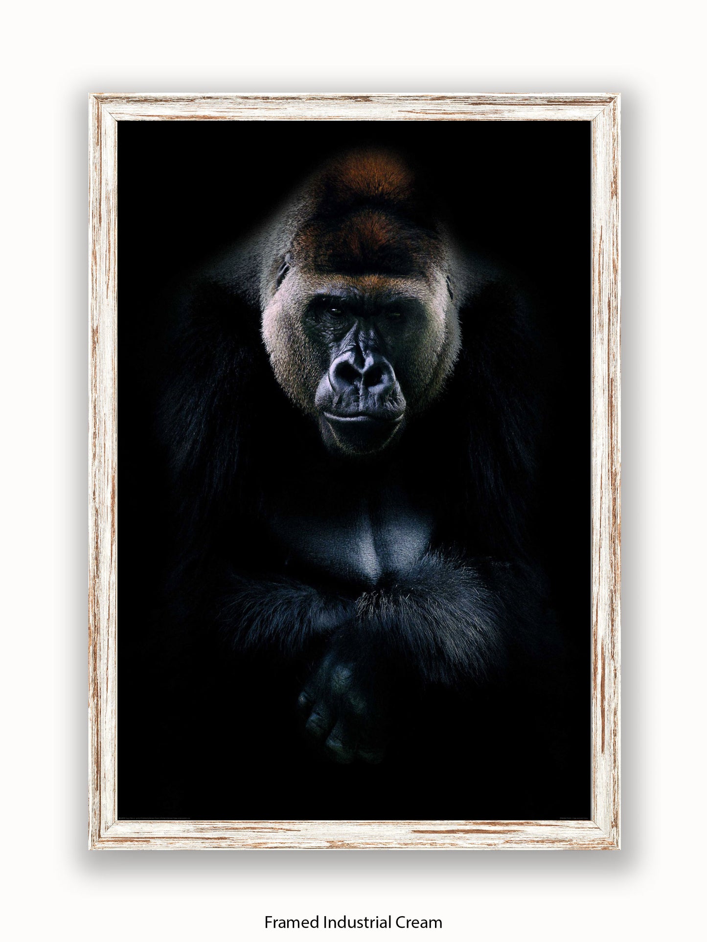 Gorilla Kings Of Nature Poster