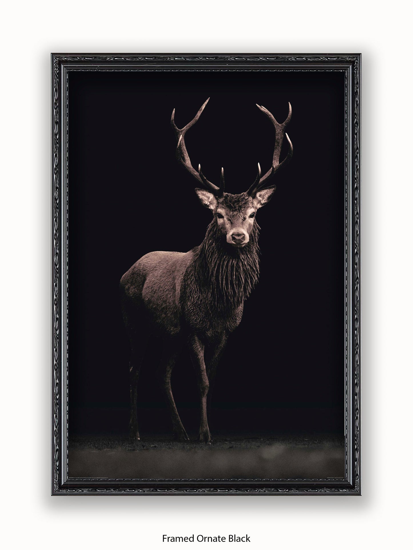 Highland Stag Black Background Poster